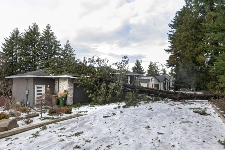 More than 100 trees fell across the city, and many hit homes, during January's storm